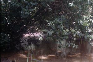 The bend or fork of a river that is flowing through the forest. The bend or fork of a river that is flowing through the forest.
