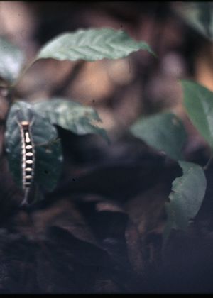 Close-up of a black and white striped caterpillar on a leaf. Close-up of a black and white striped caterpillar on a leaf.