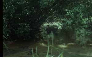 The bend or fork of a river that is flowing through the forest. The bend or fork of a river that is flowing through the forest.