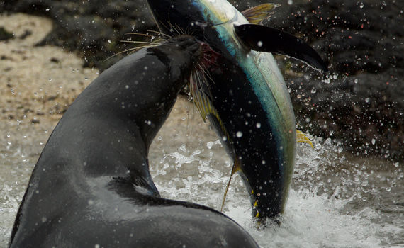 Coasts Alexander Street A Proquest Company