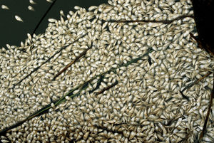 Dead Zone (Photo Essay) Dead Zone (Photo Essay)