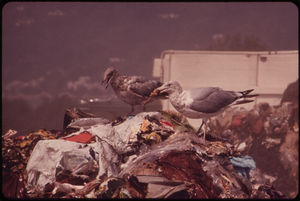 Seagulls Scavenge at Croton Landfill Operation along the Hudson River 08/1973 Seagulls Scavenge at Croton Landfill Operation along the Hudson River 08/1973