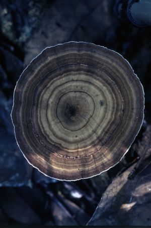 Aerial view of a close-up of an insect on the top a circular cap of a mushroom. Aerial view of a close-up of an insect on the top a circular cap of a mushroom.