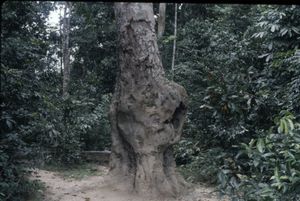 Close-up of a bole in a tree trunk in the forest at bai Bota. Close-up of a bole in a tree trunk in the forest at bai Bota.