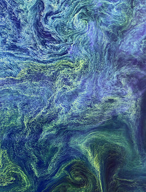 Algae Bloom (Photo Essay) Algae Bloom (Photo Essay)