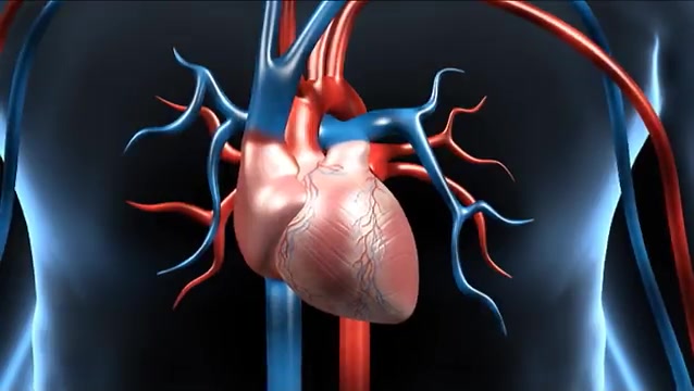Anatomy And Physiology Of The Circulatory System - Explore Organs