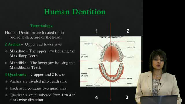 a z of dental hygiene part 2 dental anatomy and tooth morphology tooth morphology